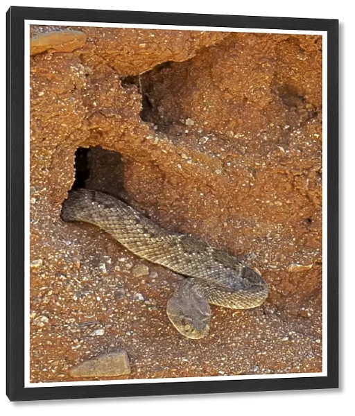 Western Diamond-backed Rattlesnake - emerging from winter hibernation site - March 2011 - Arizona - Sonoran desert