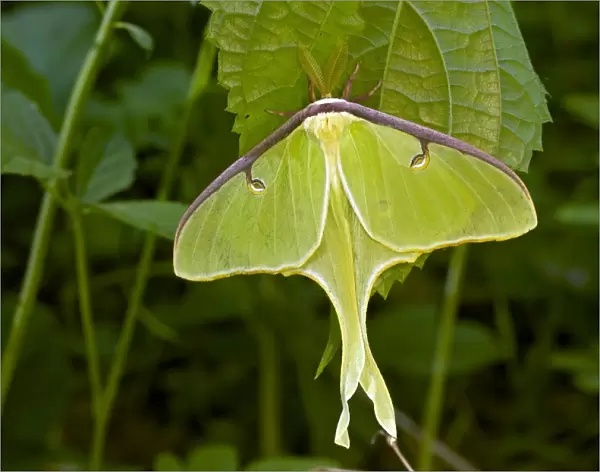 Luna Moth - Newly emerged adult - Family Saturnidae - one of the most beautiful insects in the world - Found in Eastern US and Souteastern Canada - New York - USA