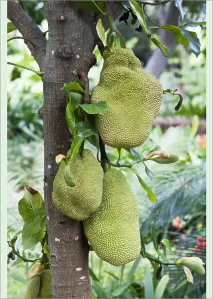 Jackfruit - fruits can grow up to 60cm long and weigh up to 18kg and contain many large brown seeds which are edible - Native of Brazil and S. E. Asia