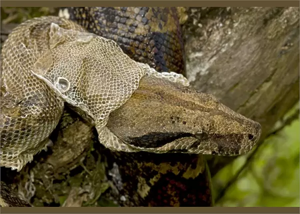 Boa Constictor - Costa Rica- Tropical rainforest - Guanacaste National Park - shedding skin