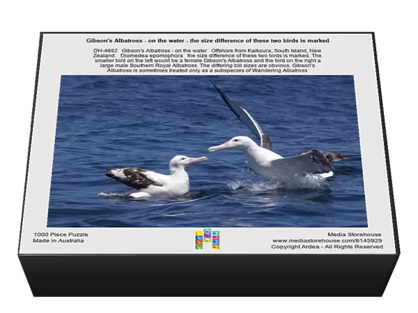 Gibson's Albatross - on the water - the size difference of these two birds is marked. The smaller bird on the left would be a female Gibson's Albatross and the bird on the right a large male Southern Royal Albatross