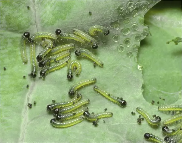 Large White Butterfly - young Caterpillars
