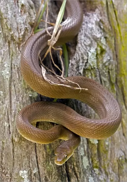Tropical Rat Snake - Found from Arizona to Costa Rica- tropical dry forest - constictor - Santa Rosa National park - Costa Rica