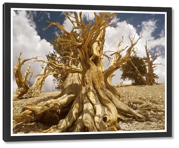 Bristlecone Pines - very gnarled and windswept Bristlecone Pines standing on a high plain on White Mountain. One of the existing individiuals are thought to be around 5000 years, being the oldest tree in the world - Inyo National Forest