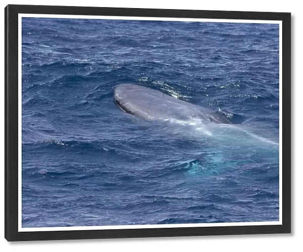 Blue Whale - Baja California - Mexico