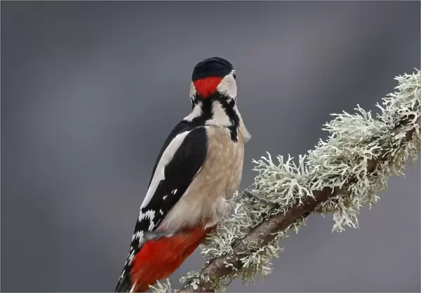 Great Spotted Woodpecker - on tree trunk showing back of head. Scotland