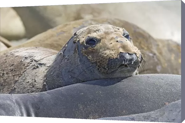 Northern Elephant Seal - moulting - San Benito Island - Baja California - Mexico