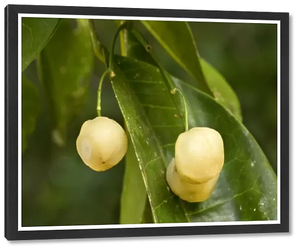 Lemon Aspen - ripe and heavily lemon-scented fruits hanging from the tree in tropical rainforest. This fruit is a prime foodsource for the threatened Southern Cassowary - Atherton Tablelands, Queensland, Australia