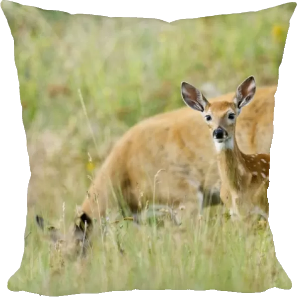 White-tailed Deer - doe & fawn - Summer - Western U. S. _E3D6539