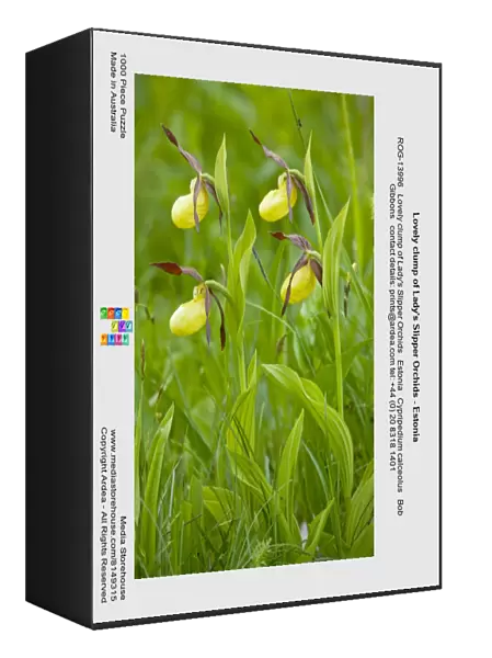 Lovely clump of Lady's Slipper Orchids - Estonia