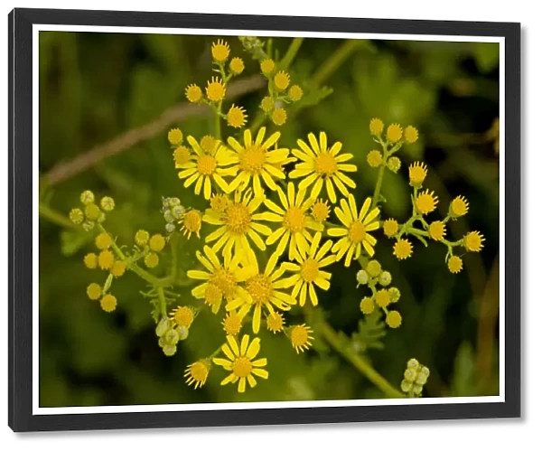 Hoary Ragwort - in flower; Dorset