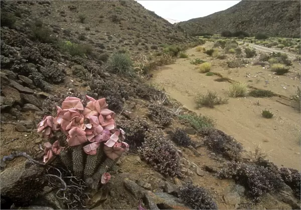 Hoodia - flowering in natural habitat