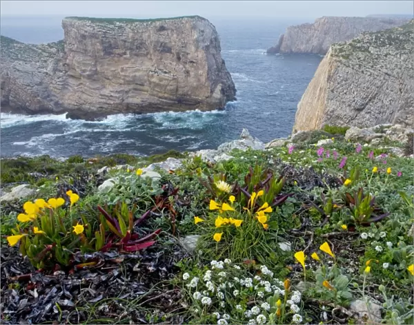 Spring wildflowers including narcissi and mediterranean pink catchfly on Dolomite cliff-top, Cape St. Vincent, Algarve, Portugal