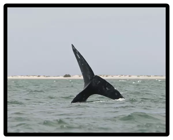 Grey Whale - San Ignacio Lagoon - Baja California - Mexico