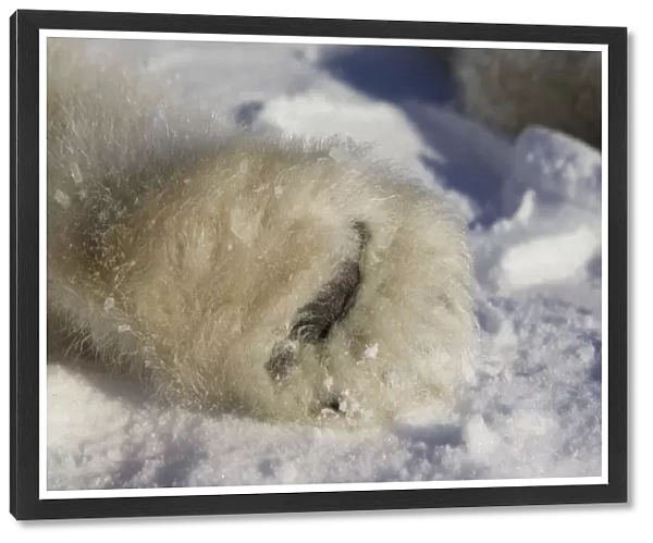Polar Bear - paw pad of a 3-4 month old cub(s) - Wapusk National Park - Canada