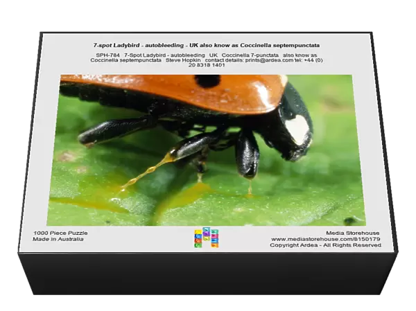 7-spot Ladybird - autobleeding - UK also know as Coccinella septempunctata