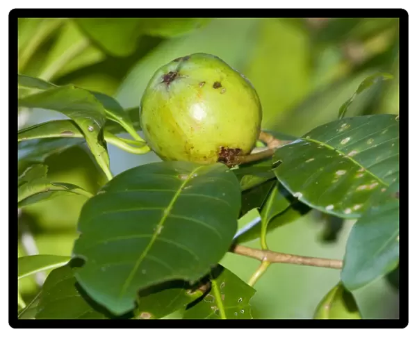 Brown Gardenia - immature fruit growing on the tree in lush tropical rainforest. This fruit is a prime foodsource for the threatened Southern Cassowary - Tam O'Shanter National Forest, Wet Tropics World Heritage Area, Queensland, Australia