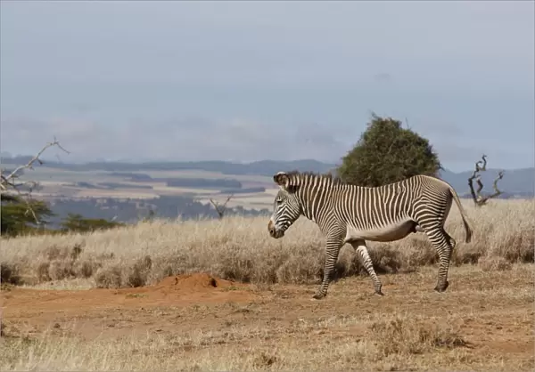 Grevy's Zebra - Lewa Wildlife Conservancy - Northern Kenya