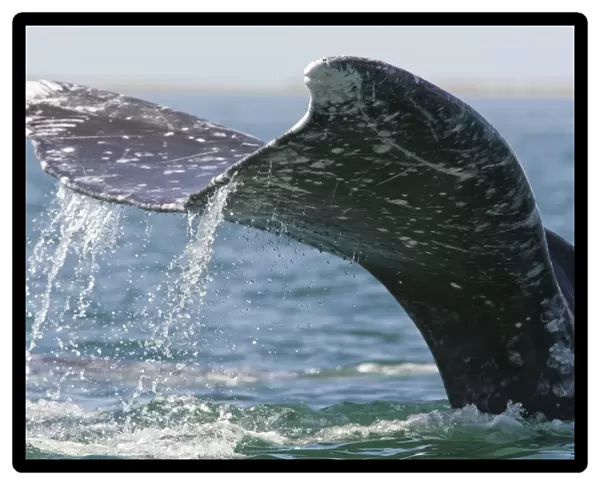 Grey  /  Gray Whale - lobtailing - San Ignacio Lagoon - Baja California - Mexico
