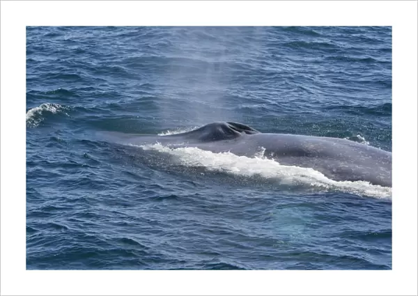 Blue Whale - Baja California - Mexico