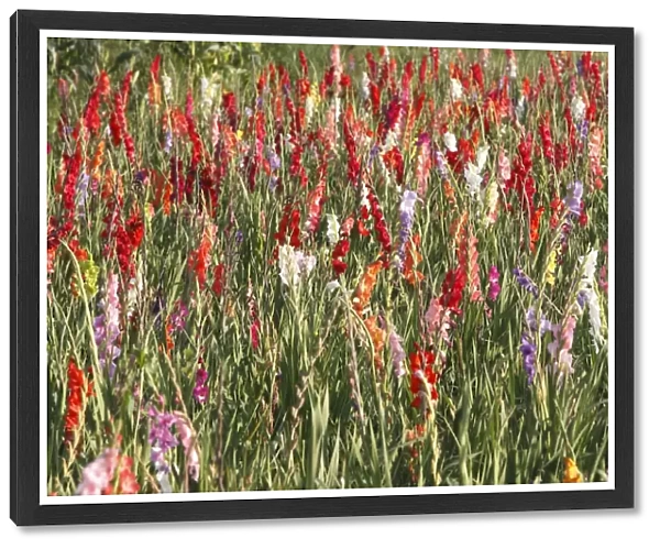 Gladiolus - mass in field - cultivated. Alsasce - France