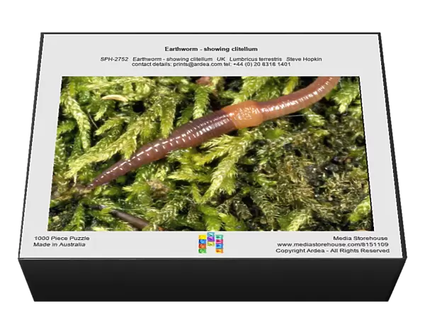 Earthworm - showing clitellum