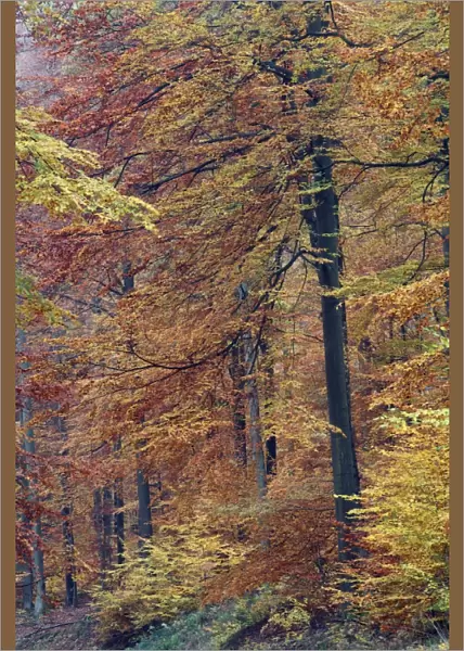 Beech Forest - in autumn colour - Bramwald - Lower Saxony - Germany
