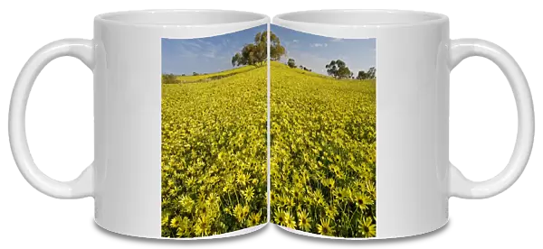 Arable field dominated by a non-native yellow daisy - near Mingenew, south-west Australia