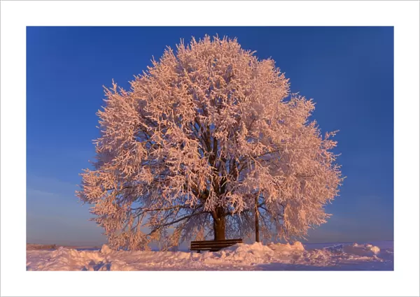 Frosty winter scenery - snow-covered landscape with a thickly frost covered tree and romantic bench at sunrise - Swabian Alb - Baden-Wuerttemberg - Germany