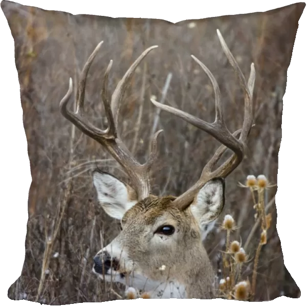 White-tailed Deer - buck - Autumn - Montana - Western U. S. _E7B0183