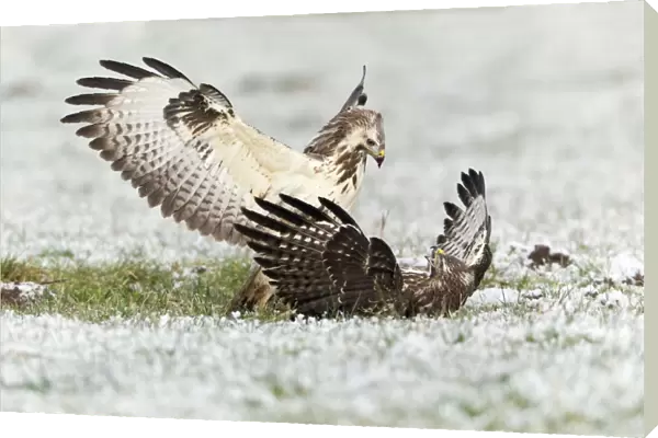 Common Buzzard - two fighting over food in winter - Lower Saxony - Germany