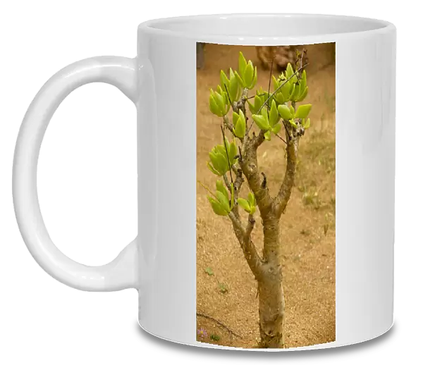 Botterboom Tree -Namaqua desert - South Africa