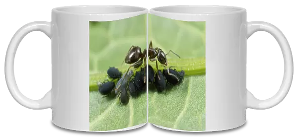 Black Ant - tending black bean aphids