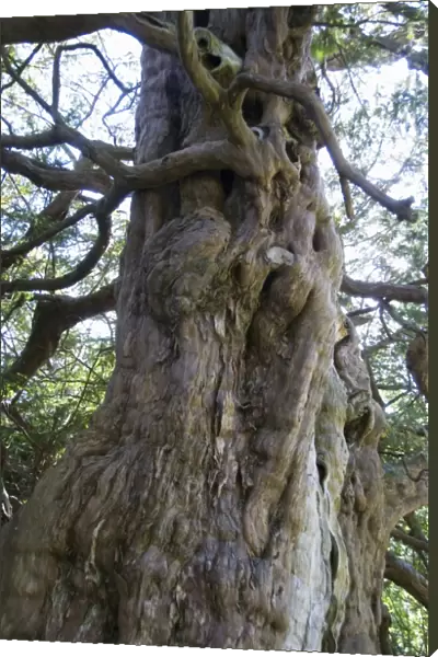 Ancient Yew Tree - predates the cristian church yard site and cliamed to be many thousands of years old - Crowhurst church yard sussex - UK