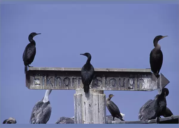 Brandt's Cormorants and Double-crested Cormorant on Elkhorn Slough sign - Moss Landing Harbor - CA