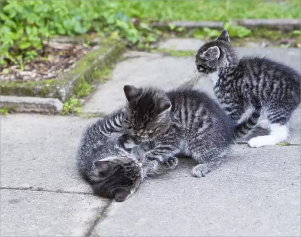 Cat - three kittens playing in garden - Lower Saxony - Germany