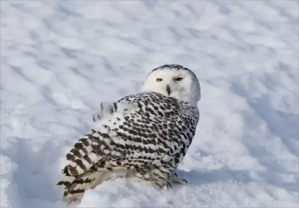 Snowy Owl - resting on snow