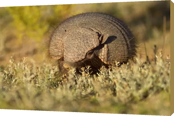 Big Hairy Armadillo  /  Larger Hairy Armadillo - adult foraging in pampa - Reserva Faunistica Peninsula Valdes - UNESCO World Heritage Site - Atlantic Coast - Patagonia - Argentina - South America