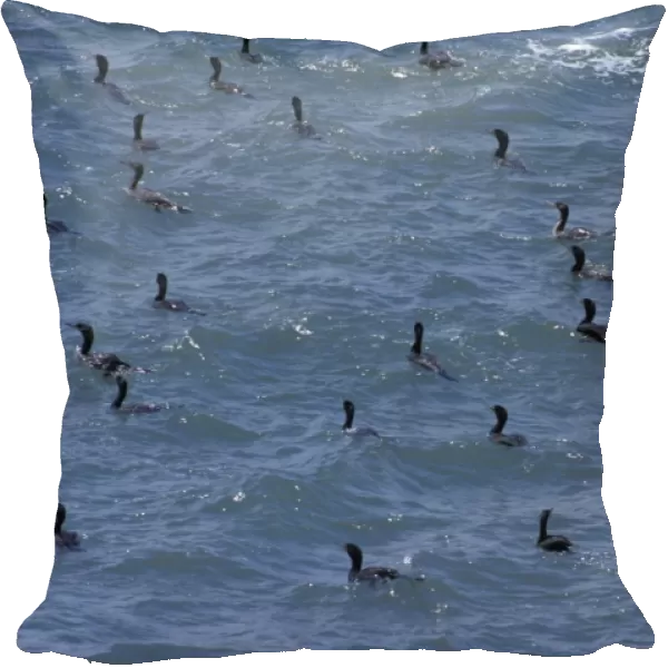 32445. SE-1141. Brandt's Cormorant - flock in water