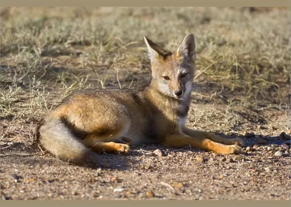 Patagonian Fox  /  Argentine Gray Fox  /  Argentine Grey Fox  /  South American Gray Fox  /  South American Grey Fox  /  Chilla - young fox lying in the pampa resting - Reserva Faunistica Peninsula Valdes - UNESCO World Heritage Site - Atlantic Coast