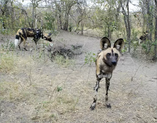 African Wild Dog - At den - Northern Botswana - Africa - *Endangered species
