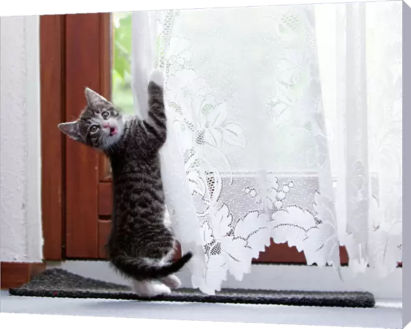 Cat - kitten playing with living room curtains - Lower Saxony - Germany