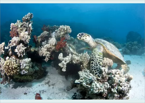 Hawksbill Turtle - feeding on soft coral - Red Sea
