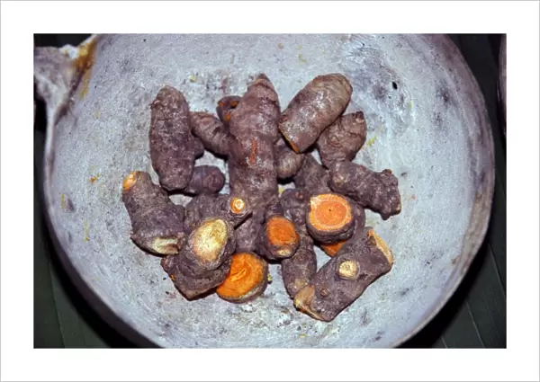 Turmeric Root, widely grown in the tropics as a spice and food colourant, used in curries
