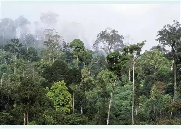 Rainforest - lowland dipterocarp, morning mist, dawn. Conservation area. Borneo