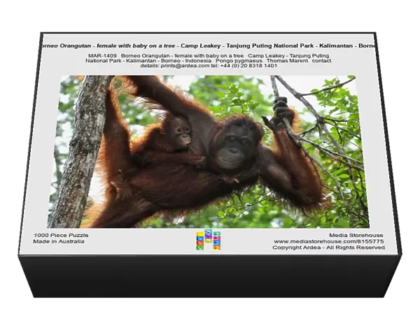 Borneo Orangutan - female with baby on a tree - Camp Leakey - Tanjung Puting National Park - Kalimantan - Borneo - Indonesia