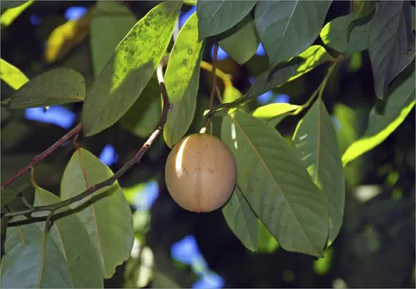 Nutmeg, growing in St Lucia, but widespread in the tropics, originally from the Moluccas