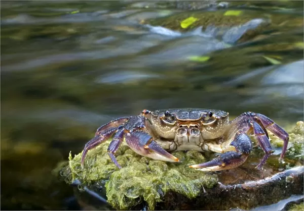 European Freshwater Crab - in habitat - Tuscany - Italy