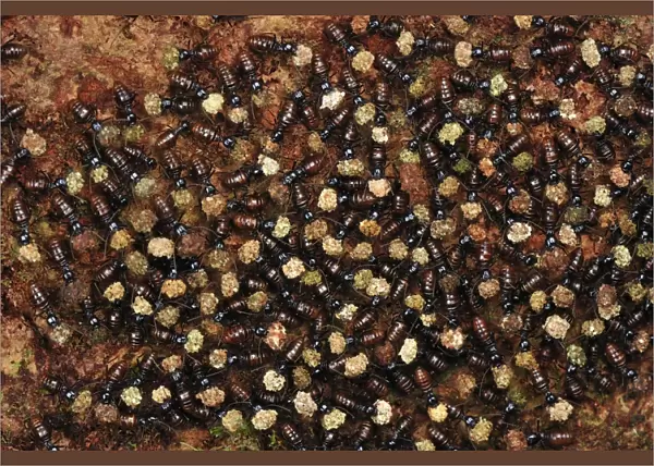 Termites - mass carrying food. Tanjung Puting National Park - Kalimantan - Borneo - Indonesia
