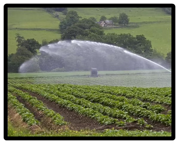 Water being sprayed onto potato crops by high pressure irrigation, Scotland